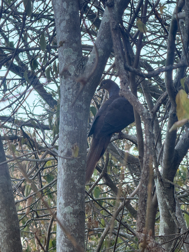 Brown Cuckoo-Dove