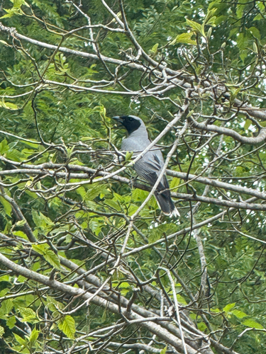 Black-faced Cuckooshrike