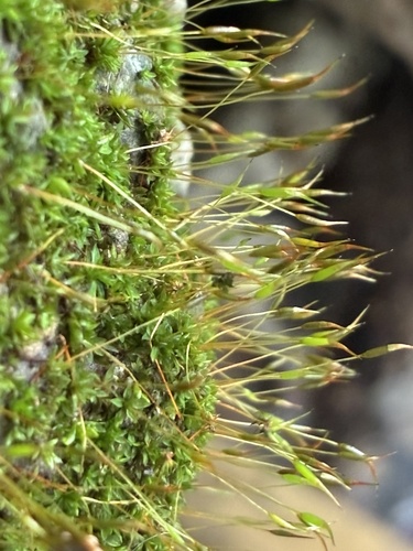 Hyophila involuta observed 2026-10-12