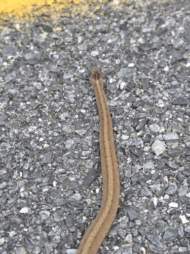 DeKay's Brownsnake