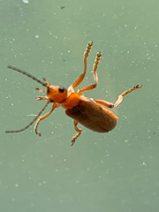 Cantharis pallida