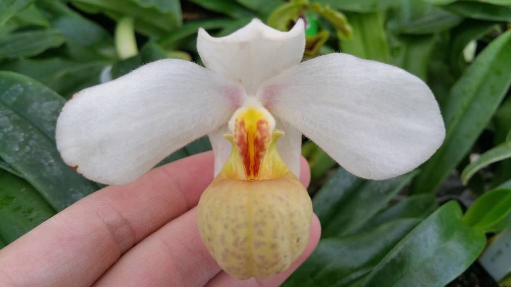 Lan Hai (Paphiopedilum emersonii)