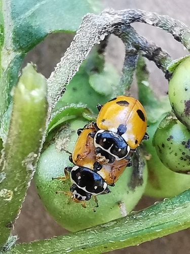Variegated Lady Beetle