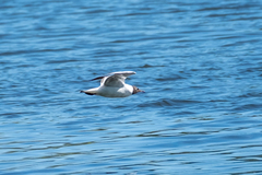 Chroicocephalus ridibundus