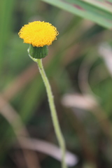 Crassocephalum picridifolium