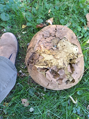 giant puffball