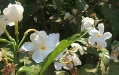 Magnoliopsida