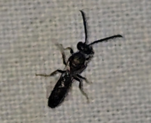 Lasioglossum dampieri