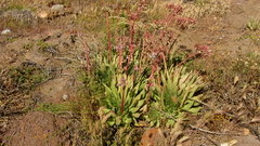 Dudleya ingens