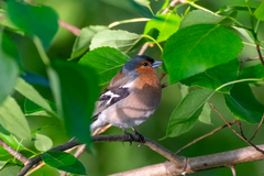 Fringilla coelebs