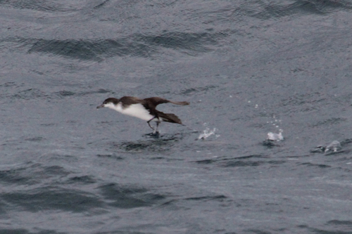 Puffinus lherminieri observed 2026-10-12