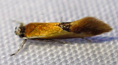 Batia lunaris