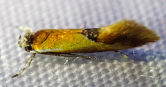 Batia lunaris