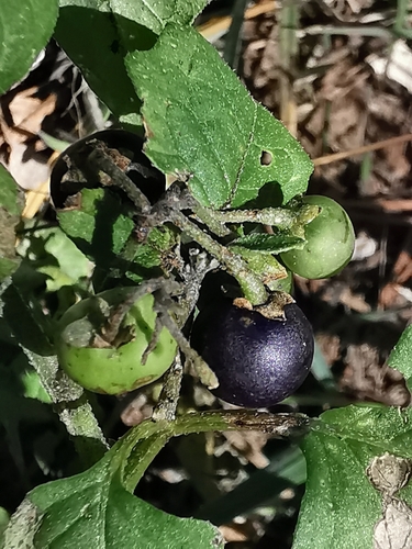 black nightshade