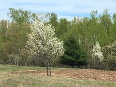 Amelanchier canadensis