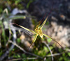 Cape Spider Orchid - Photo (c) Chris Clarke, some rights reserved (CC BY-NC), uploaded by Chris Clarke