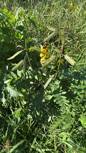 Senna didymobotrya observed 2026-10-08