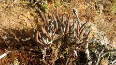 Dudleya attenuata