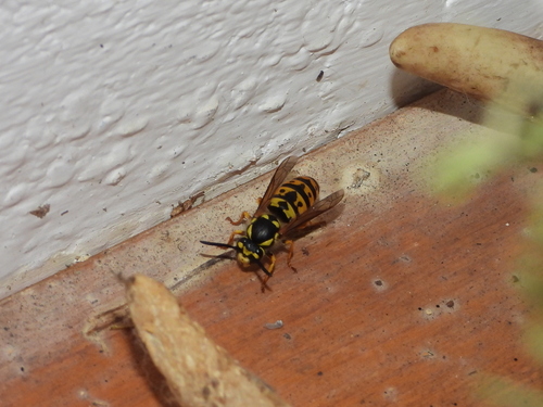 German Yellowjacket