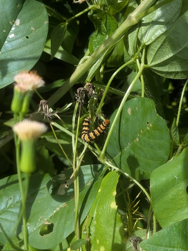Ornate Bella Moth