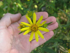 Helianthus smithii