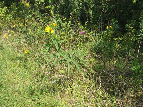 Image of Helianthus smithiorum by no rights reserved