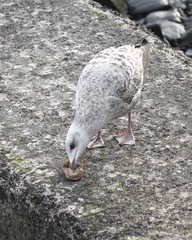 Larus argentatus