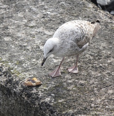 Larus argentatus