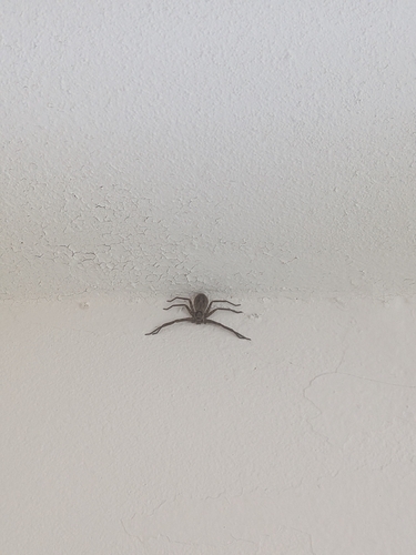 Pantropical Huntsman Spider