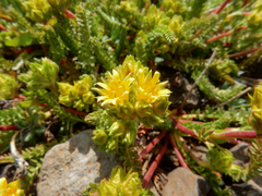 Ivesia gordonii