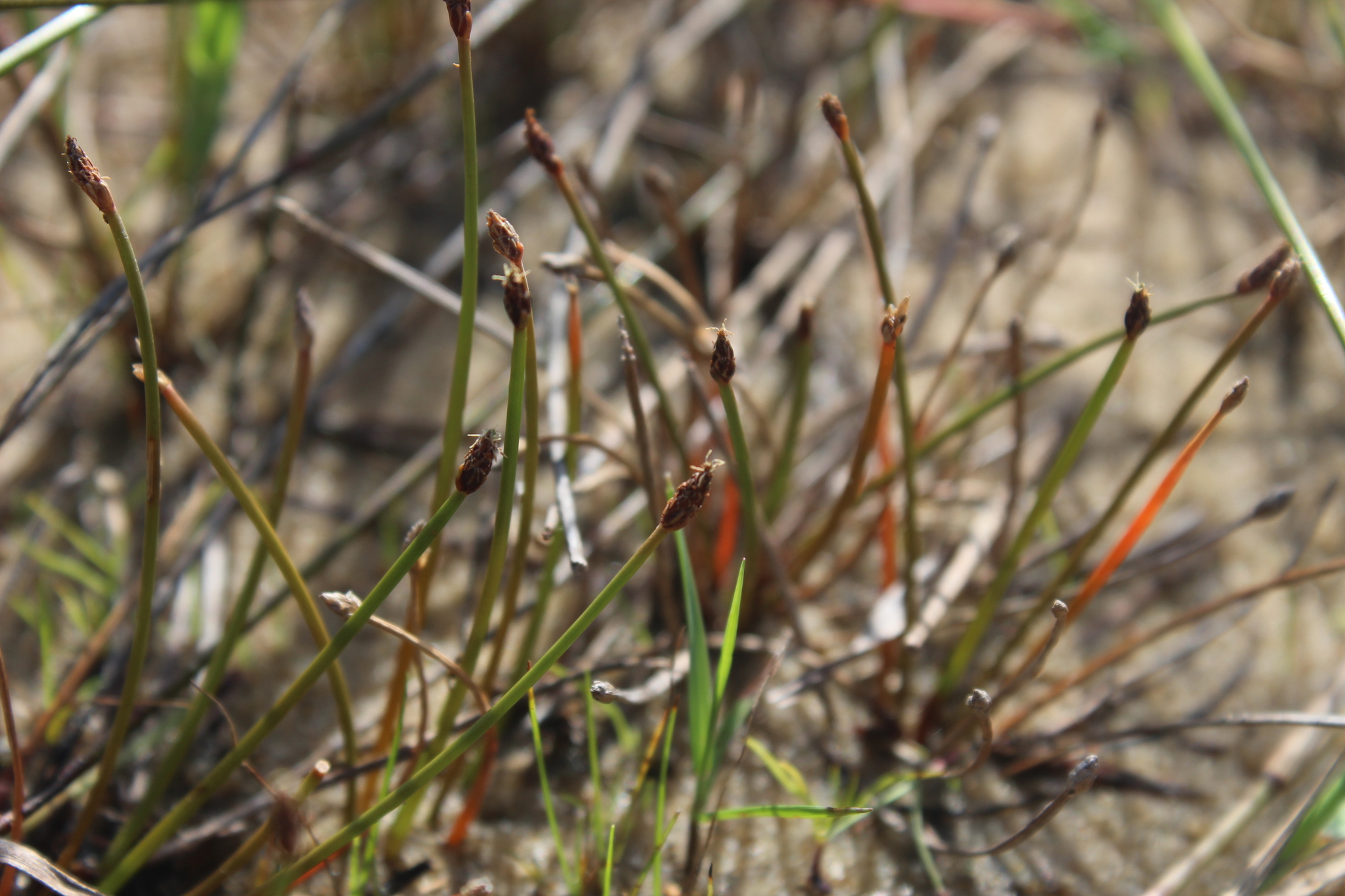 (c) Erwin Sieben, certains droits réservés (CC BY-NC) https://www.inaturalist.org/observations/47005947
