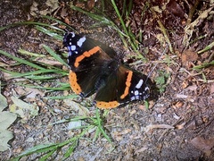 Vanessa atalanta
