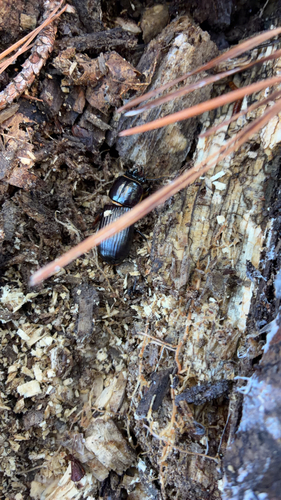 Horned Passalus Beetle