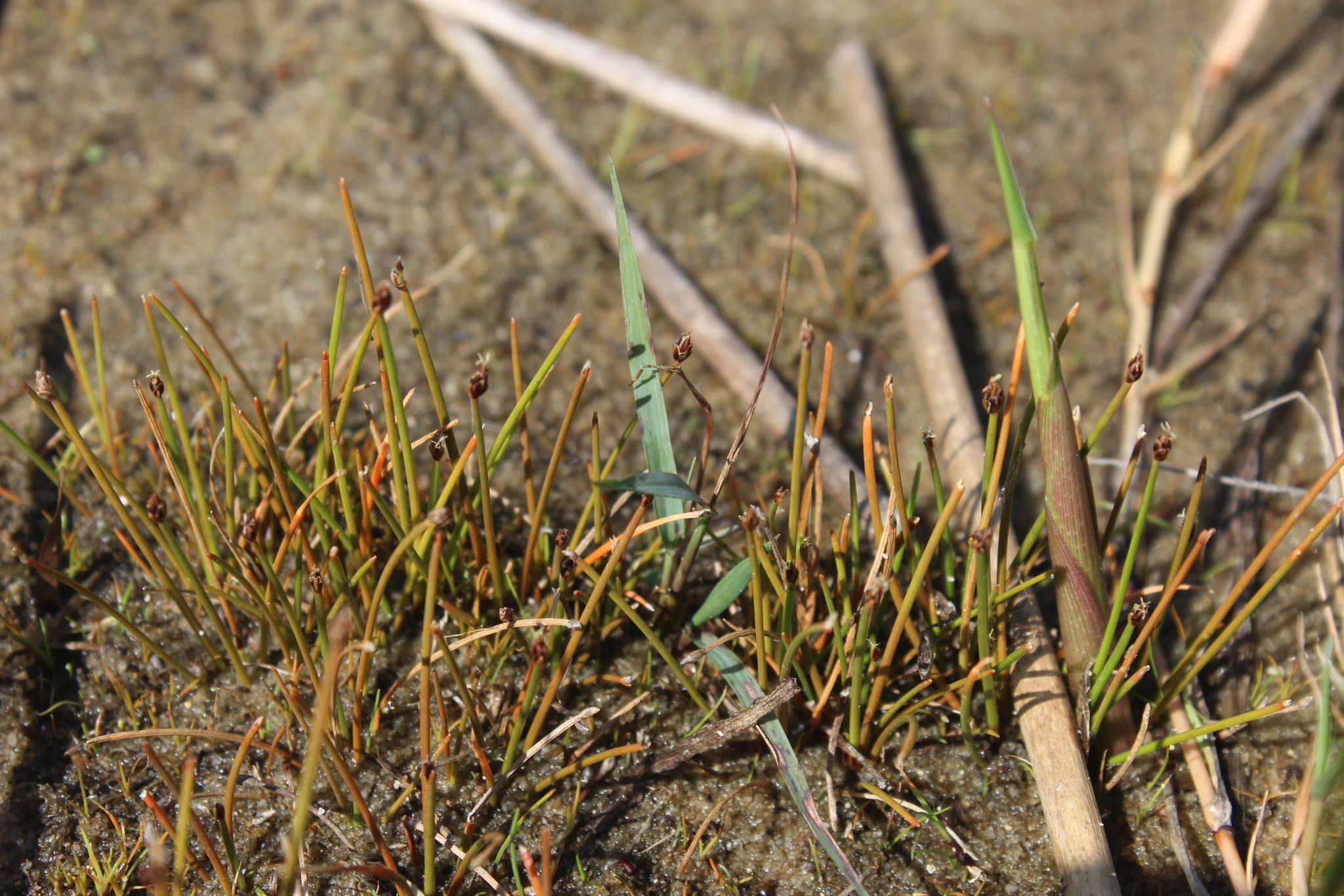 (c) Erwin Sieben, certains droits réservés (CC BY-NC) https://www.inaturalist.org/observations/47005947