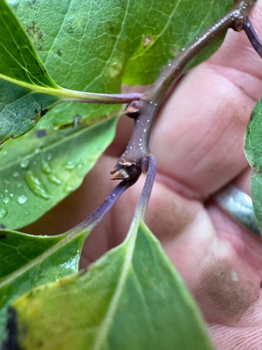 Ilex mucronata observed 2026-10-12