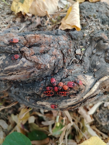 European Firebug