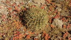 Ferocactus viridescens
