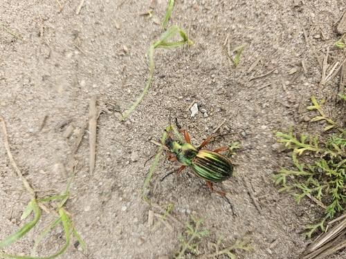 Golden Ground Beetle