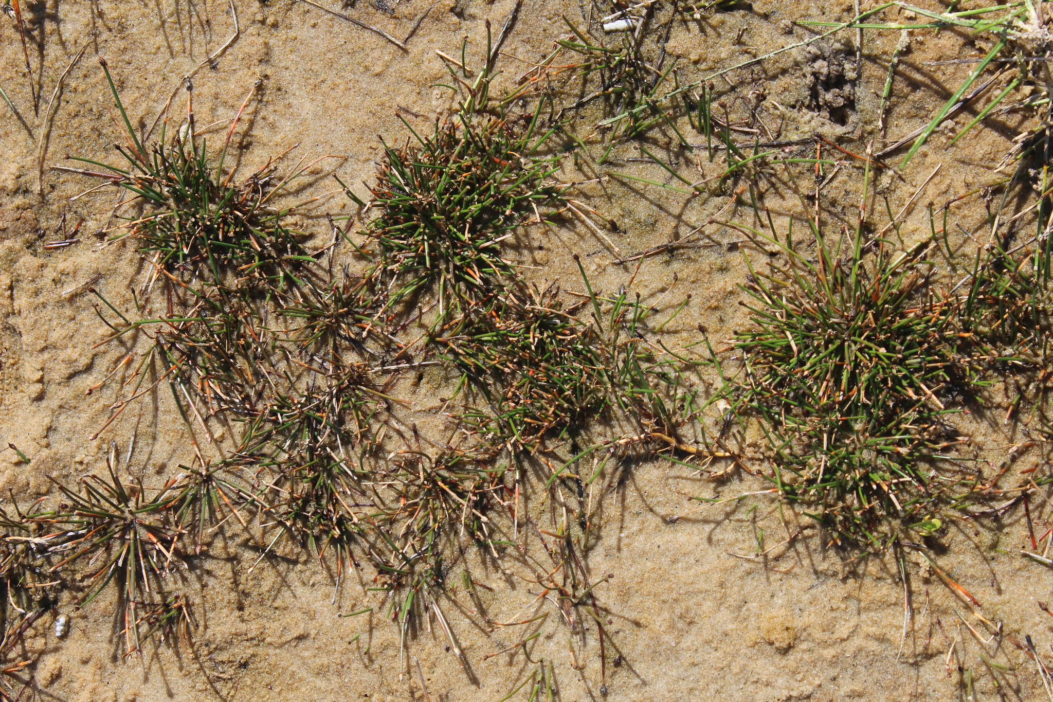 (c) Erwin Sieben, certains droits réservés (CC BY-NC) https://www.inaturalist.org/observations/47005947