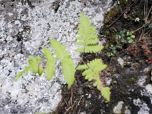 Gymnocarpium dryopteris observed 2026-10-12