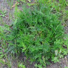 Potentilla tergemina