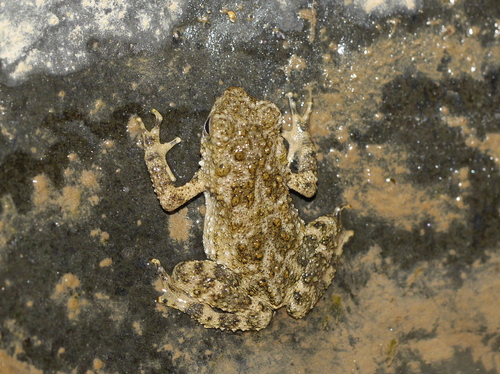 Phrynoidis asper