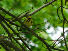 Setophaga magnolia
