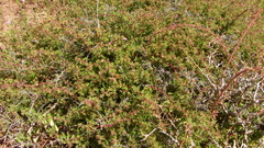Rosa minutifolia