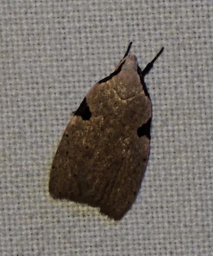 Zonopetala quadripustulella
