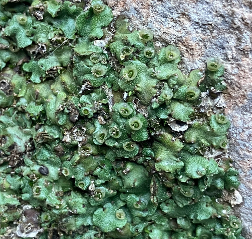 Marchantia paleacea observed 2026-10-09