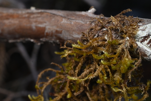 Antitrichia curtipendula observed 2026-10-06