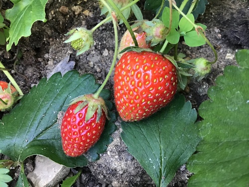 Fragaria X ananassa