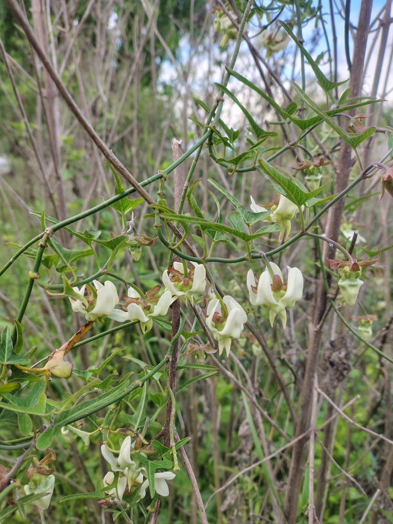Araujia angustifolia (Araujia angustifolia)