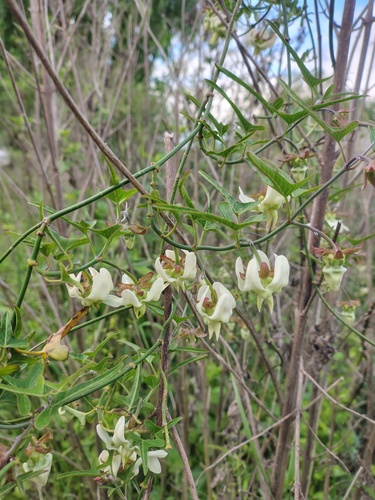 Araujia angustifolia (Araujia angustifolia)